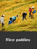 Rice paddies