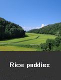 Rice paddies