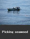 Picking seaweed, Mitsuura ,Wajima City