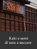 Kaki e semi di soia a seccare