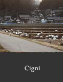 Cigni