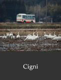 Cigni