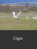 Cigni