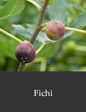 Fichi