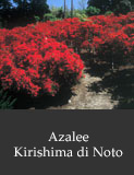 Azalee Kirishima di Noto