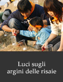 Luci sugli argini delle risaie