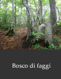 Bosco di faggi