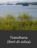 Nanohana (fiori di colza)